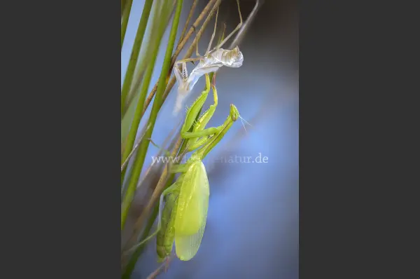Fokus-Natur Bild