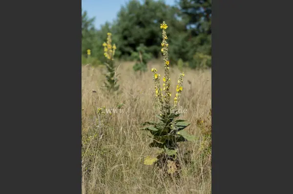 Fokus-Natur Bild