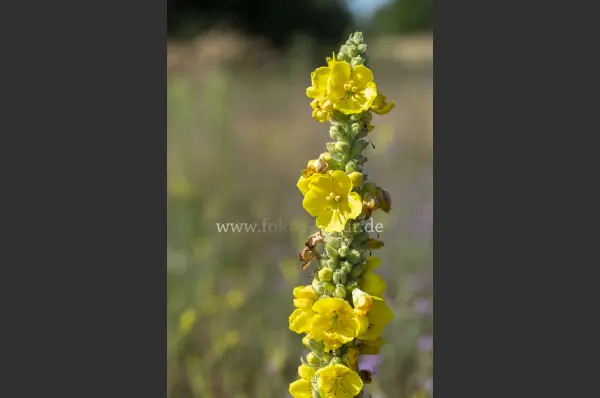 Fokus-Natur Bild