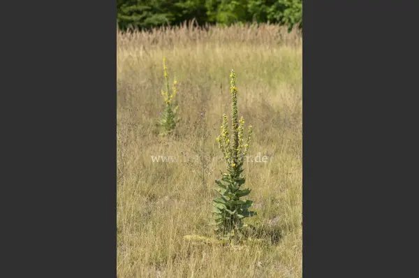 Fokus-Natur Bild