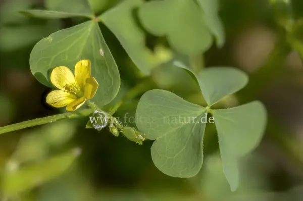 Fokus-Natur Bild