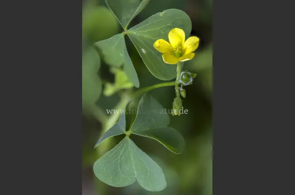 Fokus-Natur Bild