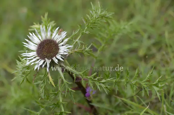 Fokus-Natur Bild