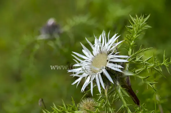 Fokus-Natur Bild