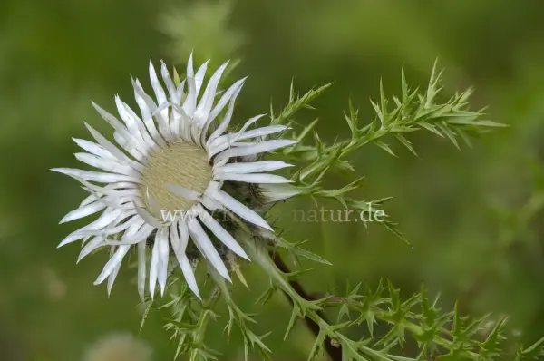 Fokus-Natur Bild