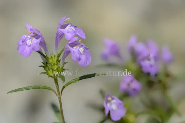 Fokus-Natur Bild
