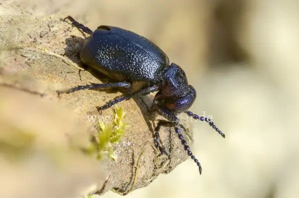 Fokus-Natur Bild