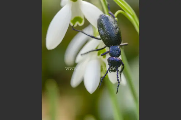 Fokus-Natur Bild