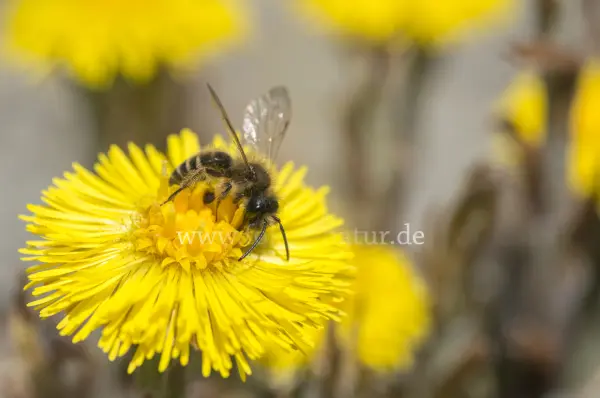 Fokus-Natur Bild