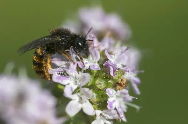 Fokus-Natur Bild