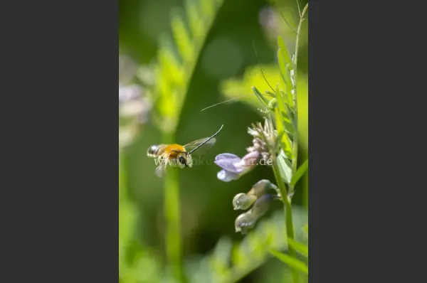 Fokus-Natur Bild