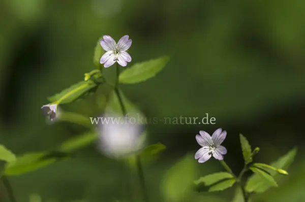 Fokus-Natur Bild