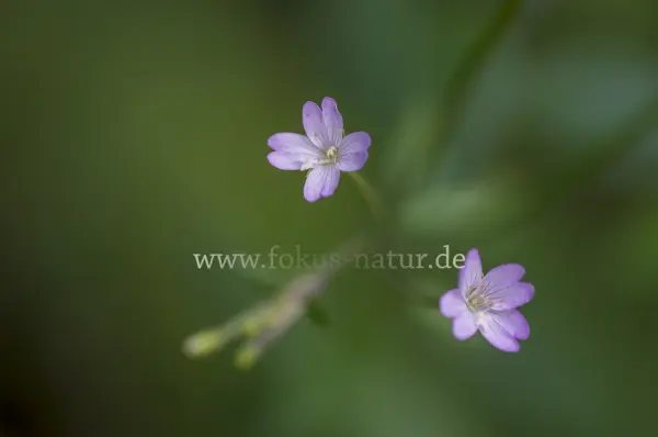 Fokus-Natur Bild