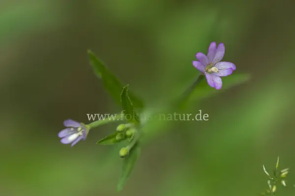 Fokus-Natur Bild