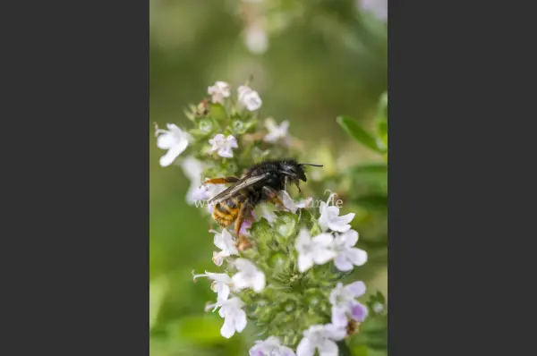 Fokus-Natur Bild