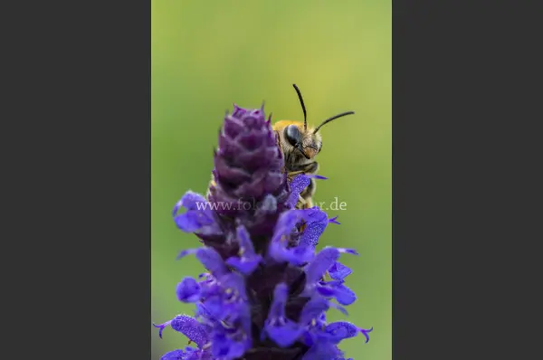 Fokus-Natur Bild