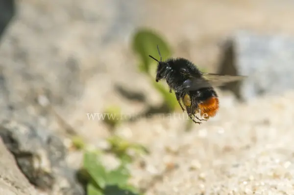 Fokus-Natur Bild