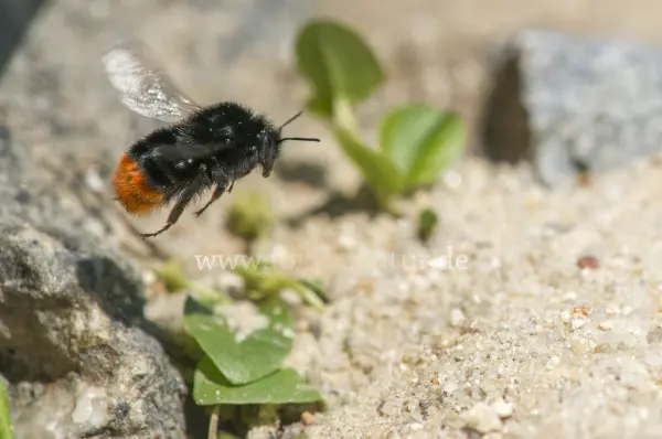 Fokus-Natur Bild