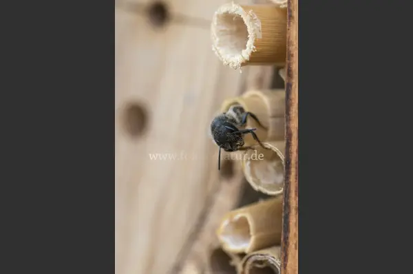 Fokus-Natur Bild
