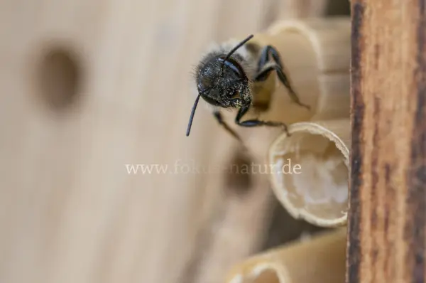 Fokus-Natur Bild