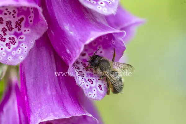 Fokus-Natur Bild