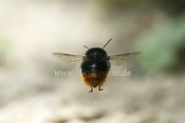Fokus-Natur Bild