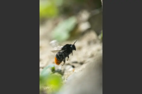 Fokus-Natur Bild