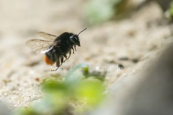Fokus-Natur Bild