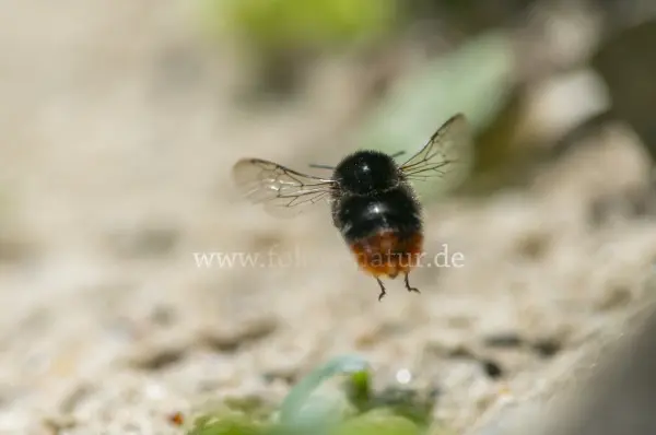 Fokus-Natur Bild