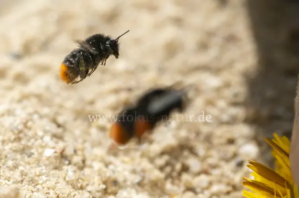 Fokus-Natur Bild