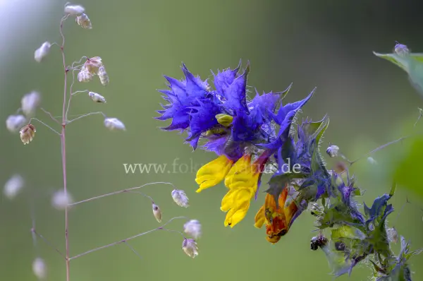 Fokus-Natur Bild