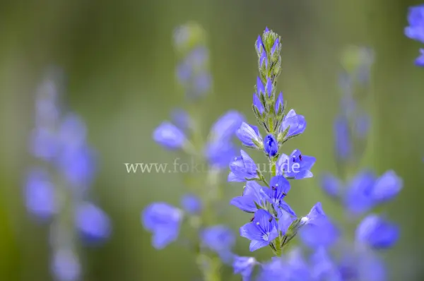 Fokus-Natur Bild