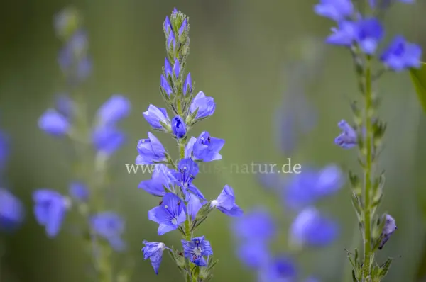 Fokus-Natur Bild