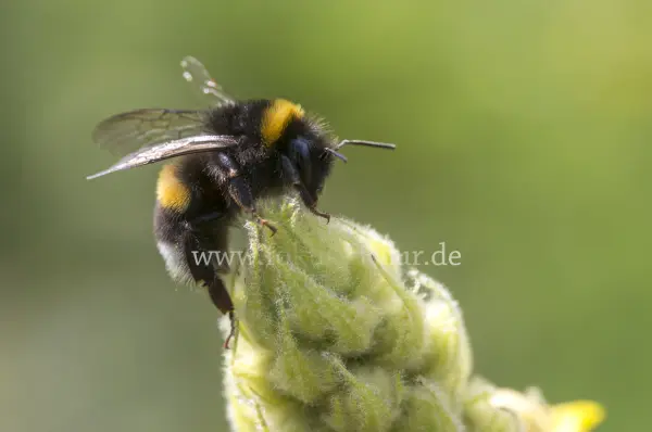 Fokus-Natur Bild