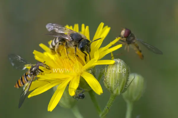 Fokus-Natur Bild