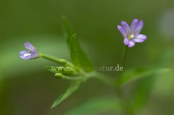 Fokus-Natur Bild