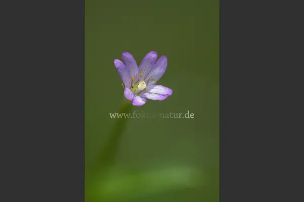 Fokus-Natur Bild