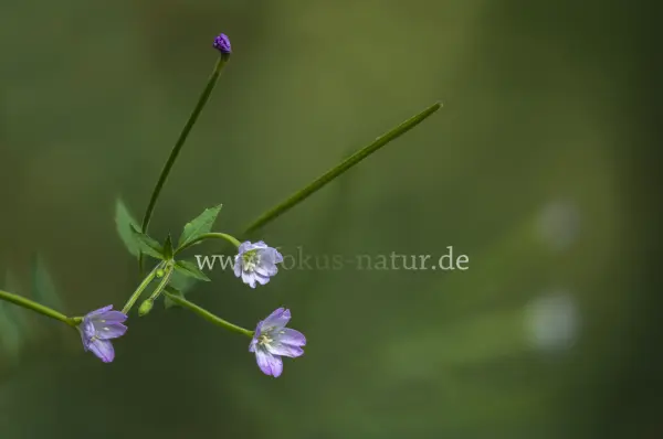 Fokus-Natur Bild