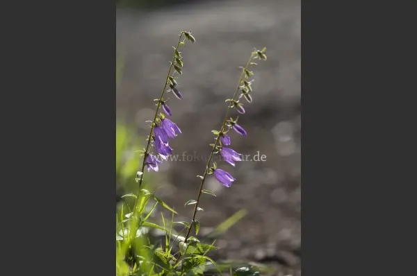 Fokus-Natur Bild