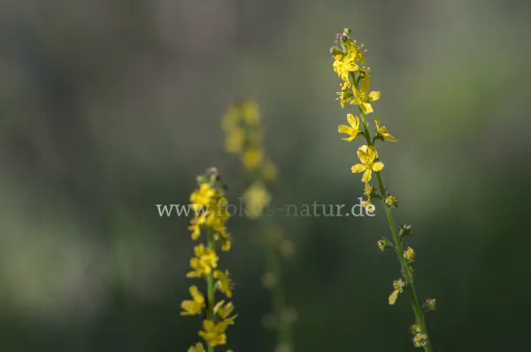 Fokus-Natur Bild