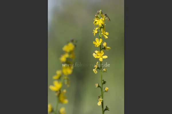 Fokus-Natur Bild