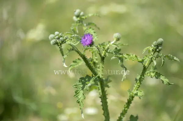 Fokus-Natur Bild
