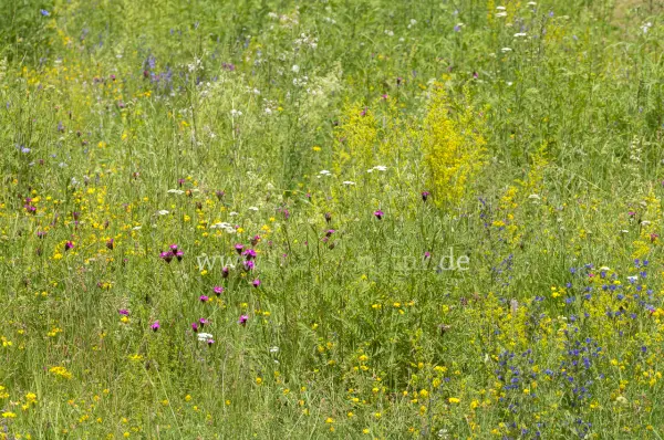Fokus-Natur Bild