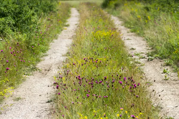Fokus-Natur Bild