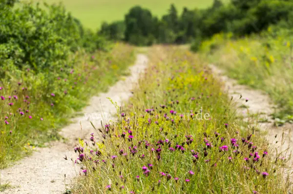 Fokus-Natur Bild