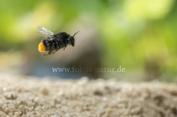 Fokus-Natur Bild