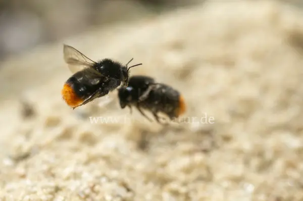 Fokus-Natur Bild