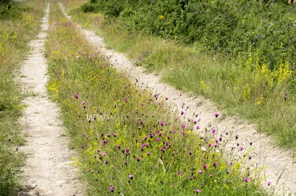 Fokus-Natur Bild