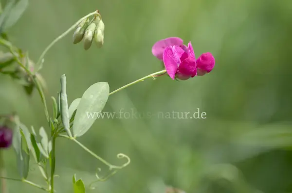Fokus-Natur Bild