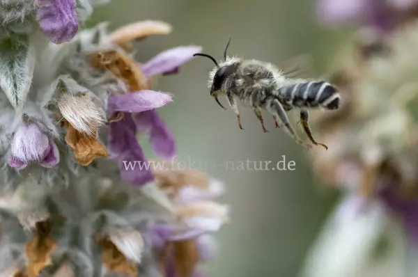 Fokus-Natur Bild